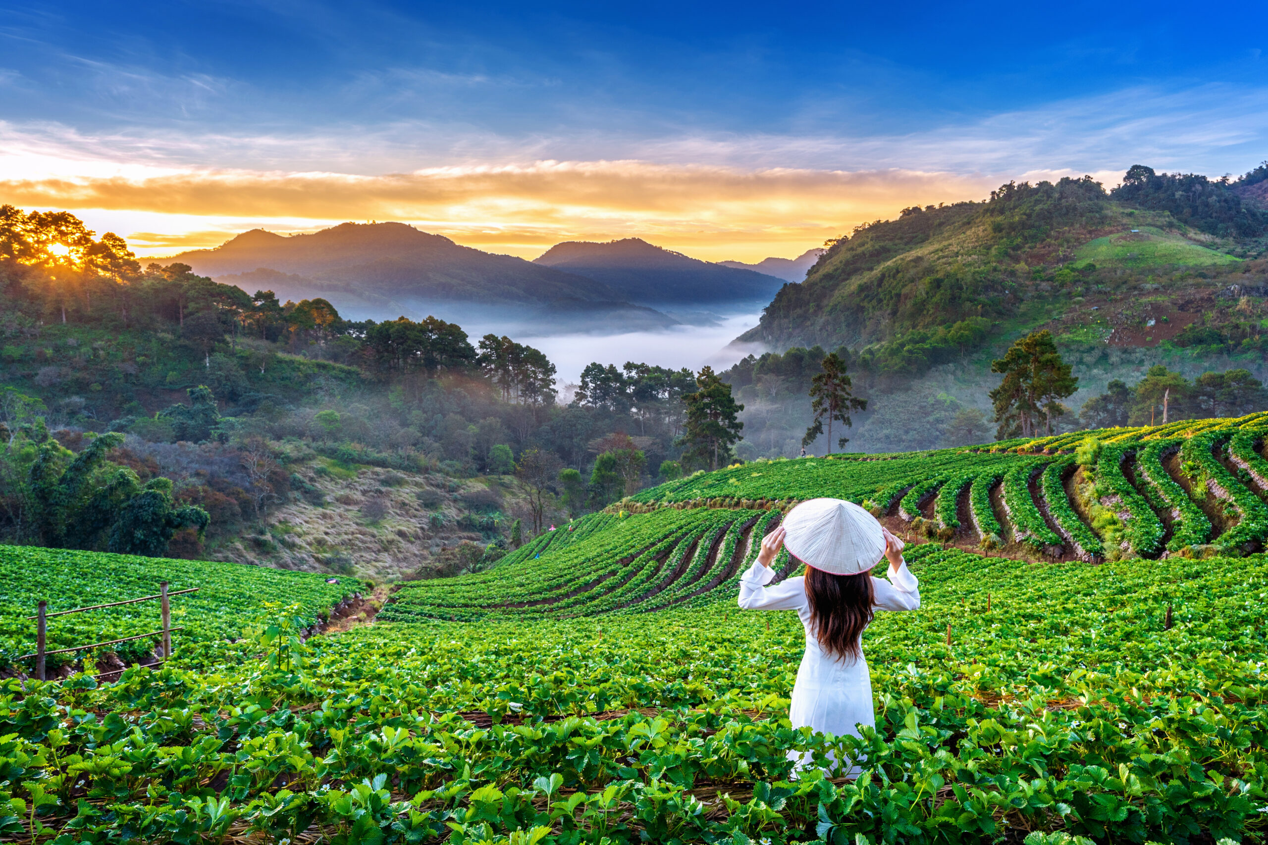 Asian woman wearing Vietnam culture traditional in strawberry garden on Doi Ang Khang , Chiang Mai, Thailand.